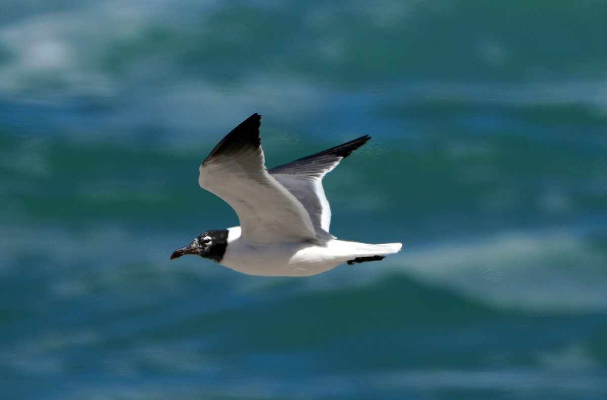 Laughing Gull - ML548159341