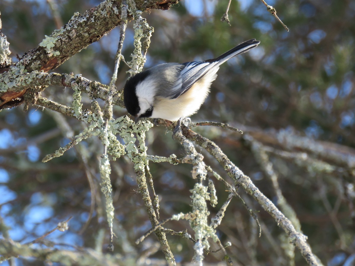 Mésange à tête noire - ML548160721