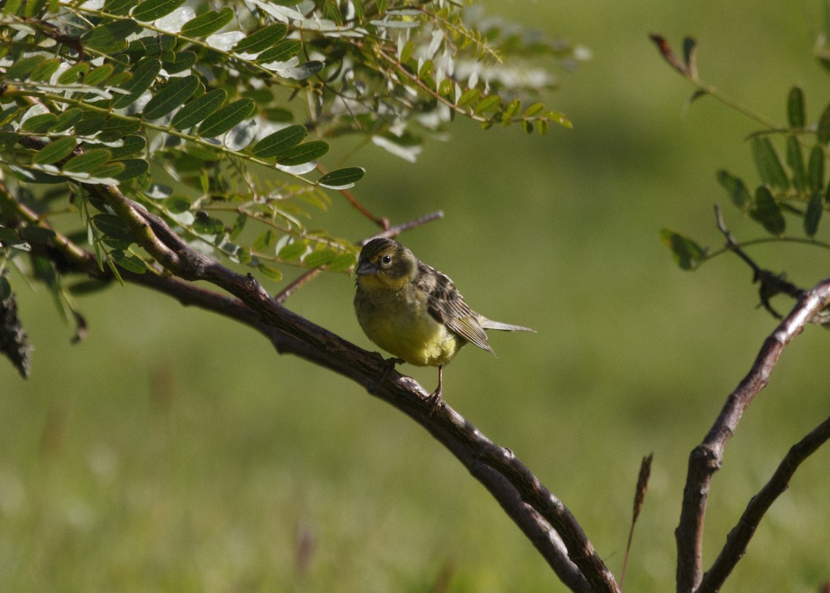 Grassland Yellow-Finch (Grassland) - ML548160821