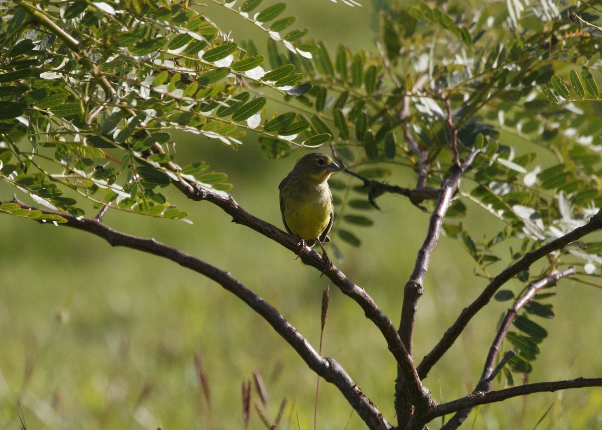 Grassland Yellow-Finch (Grassland) - ML548160841