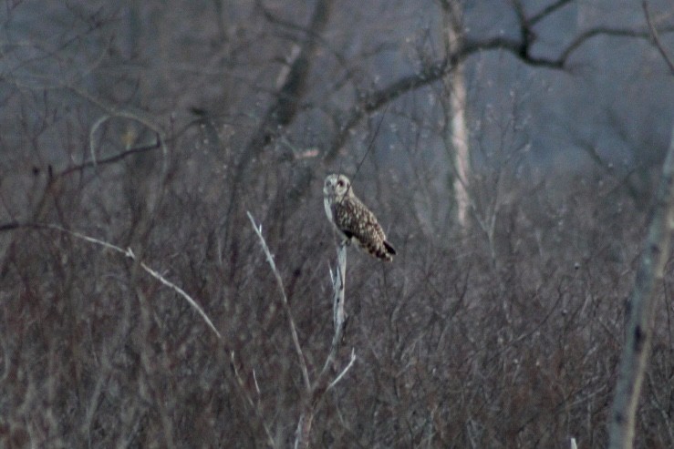 Short-eared Owl - Ryan Hamilton