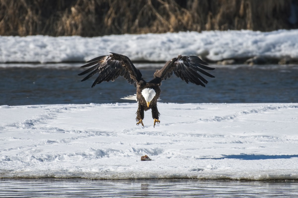 Bald Eagle - Calvin S