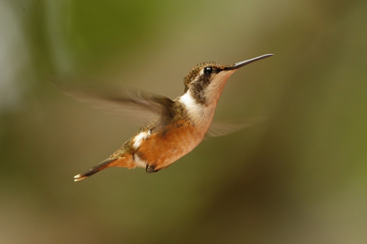 Magenta-throated Woodstar - ML54816191