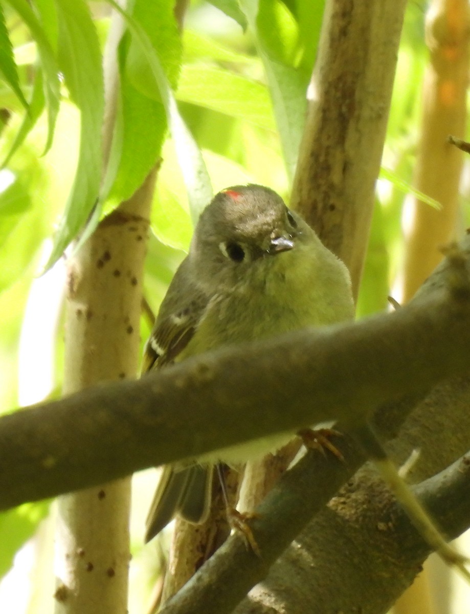 Ruby-crowned Kinglet - ML548161931