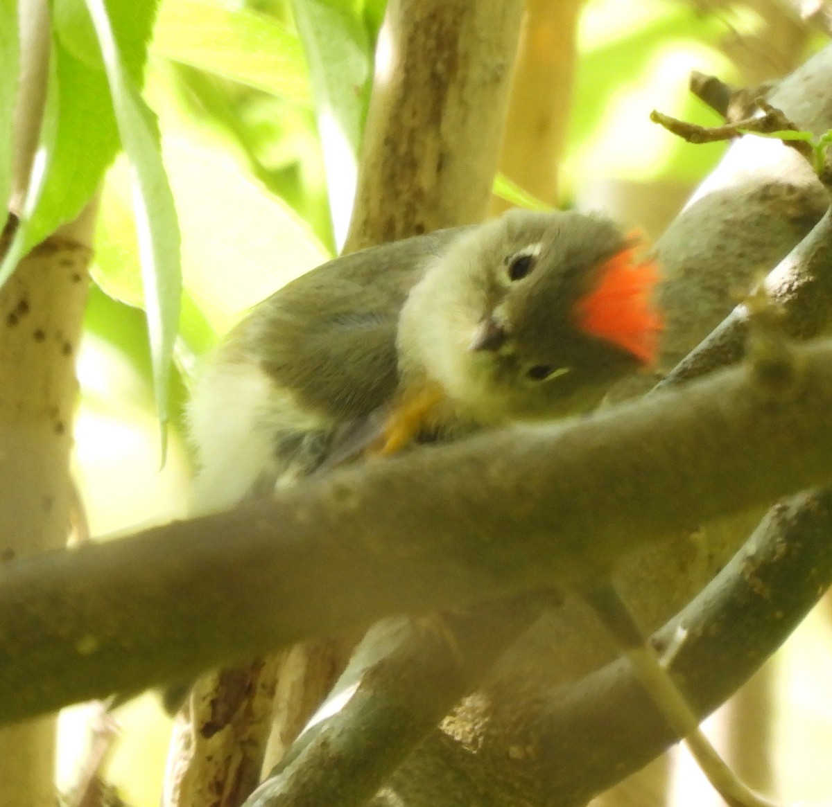 Ruby-crowned Kinglet - ML548161941