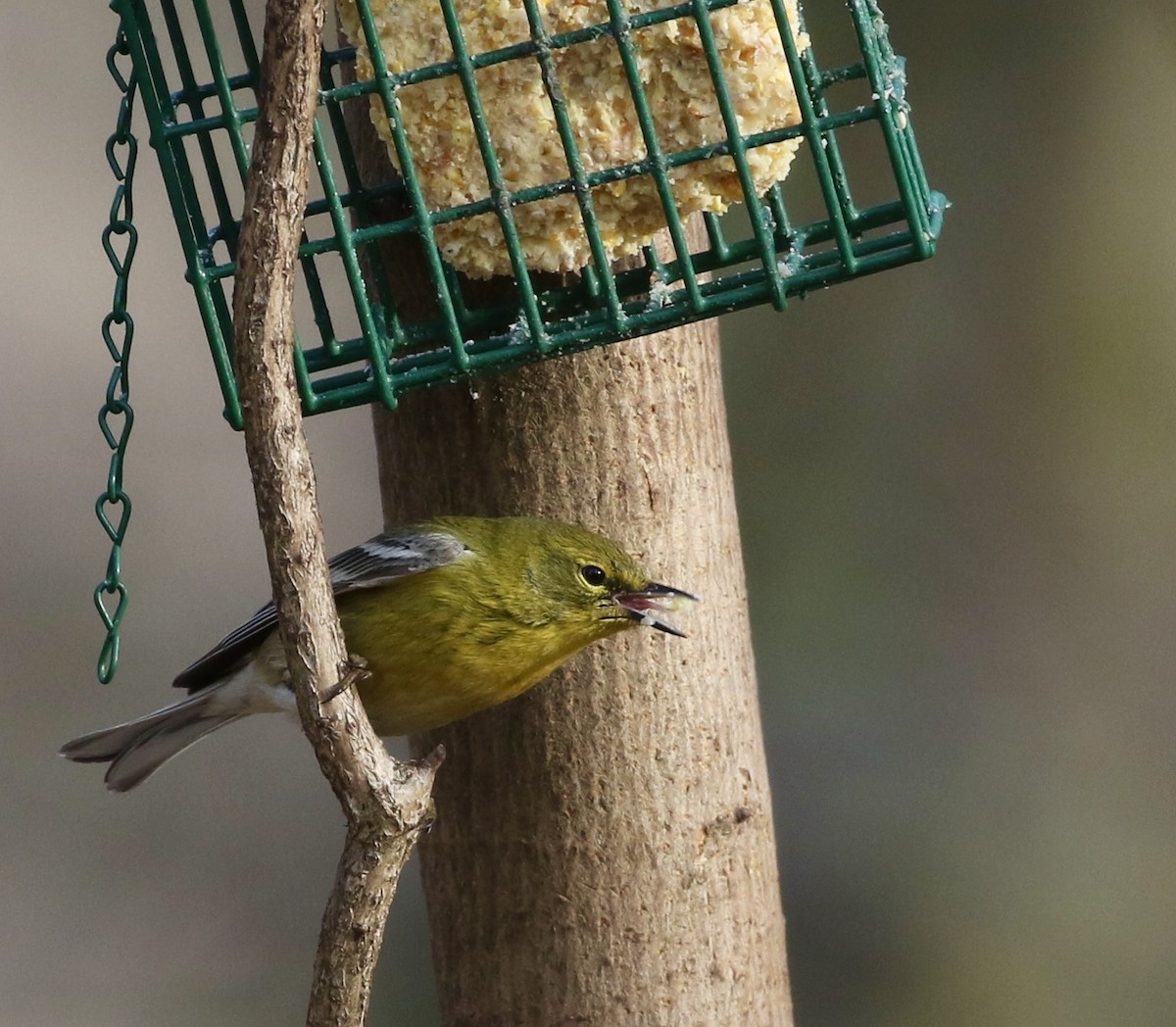 Pine Warbler - ML548162161