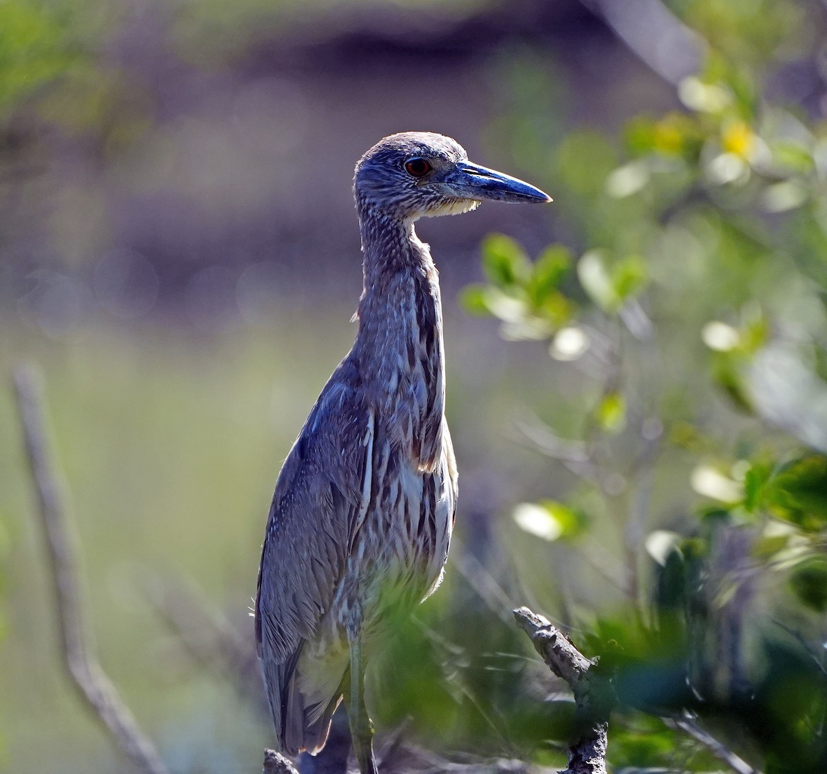 Yellow-crowned Night Heron - ML548163071