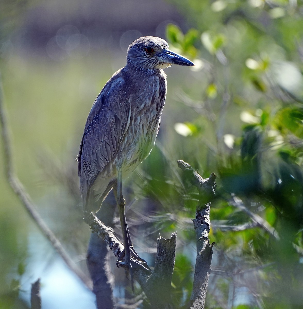 Yellow-crowned Night Heron - ML548163081