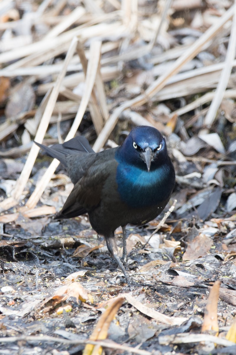 Common Grackle - ML548163181