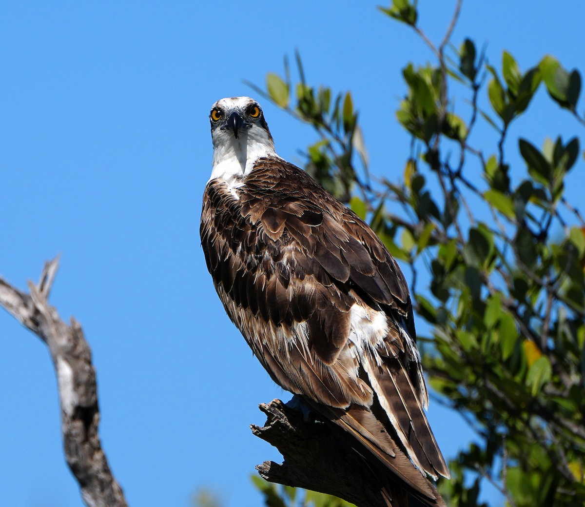 Osprey - ML548163321