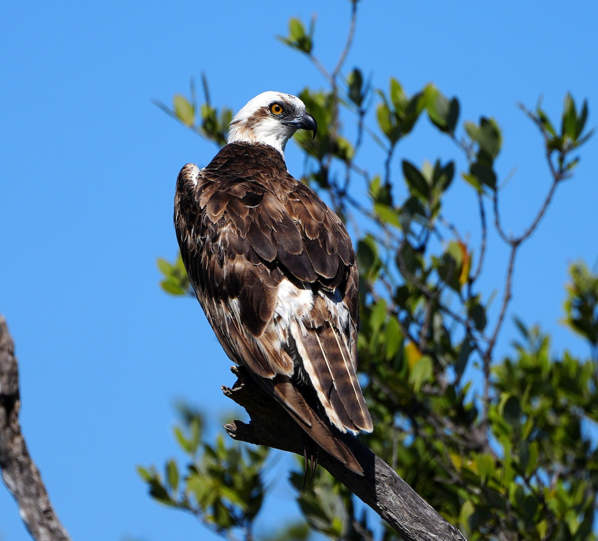 Osprey - ML548163341