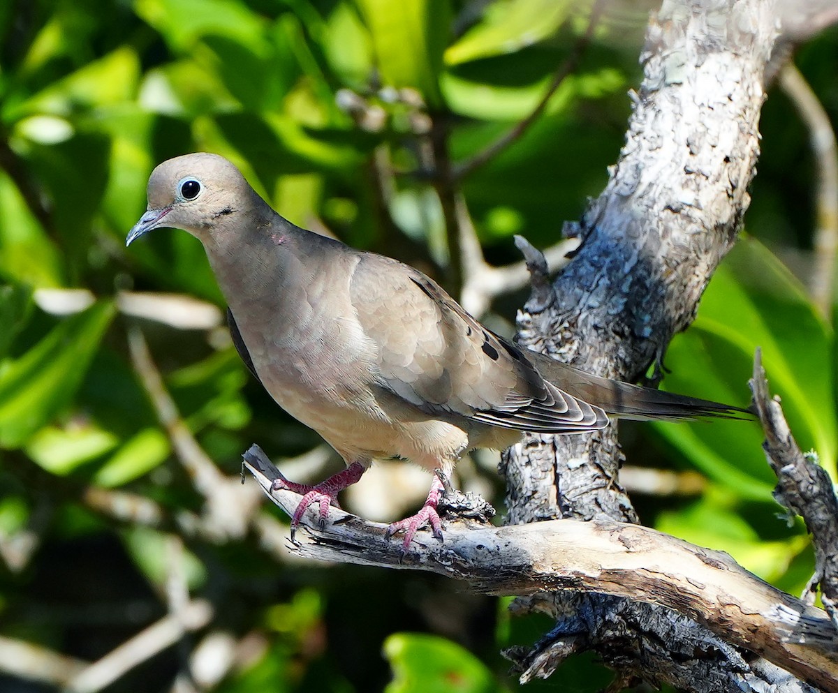 Mourning Dove - ML548164181