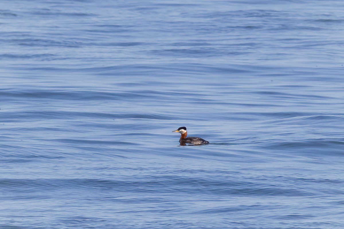 Red-necked Grebe - ML548164251