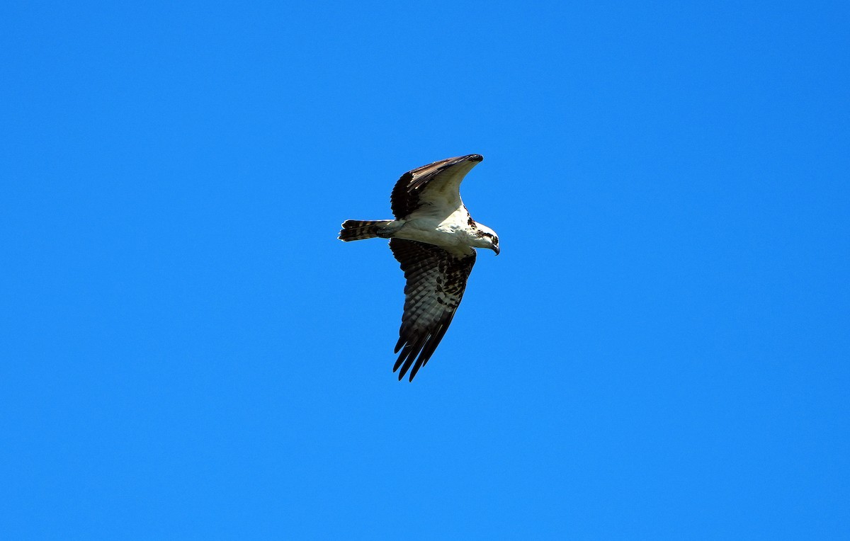 Balbuzard pêcheur - ML548164441