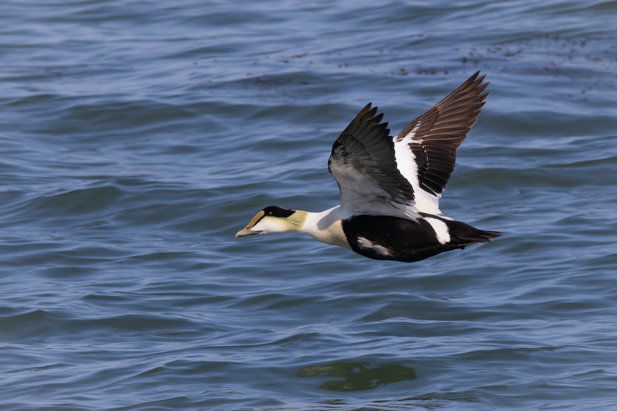 Common Eider - Lyall Bouchard