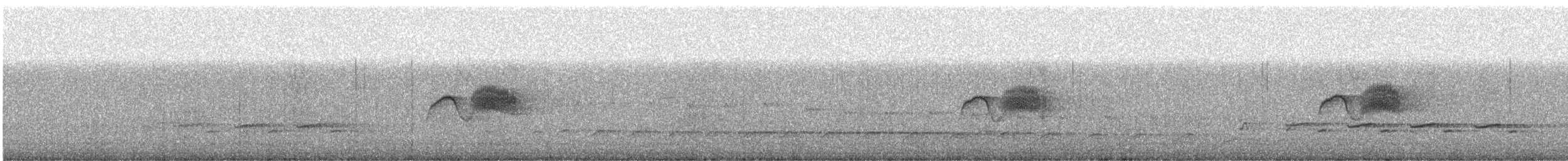 Светлобрюхий фиби - ML548165391