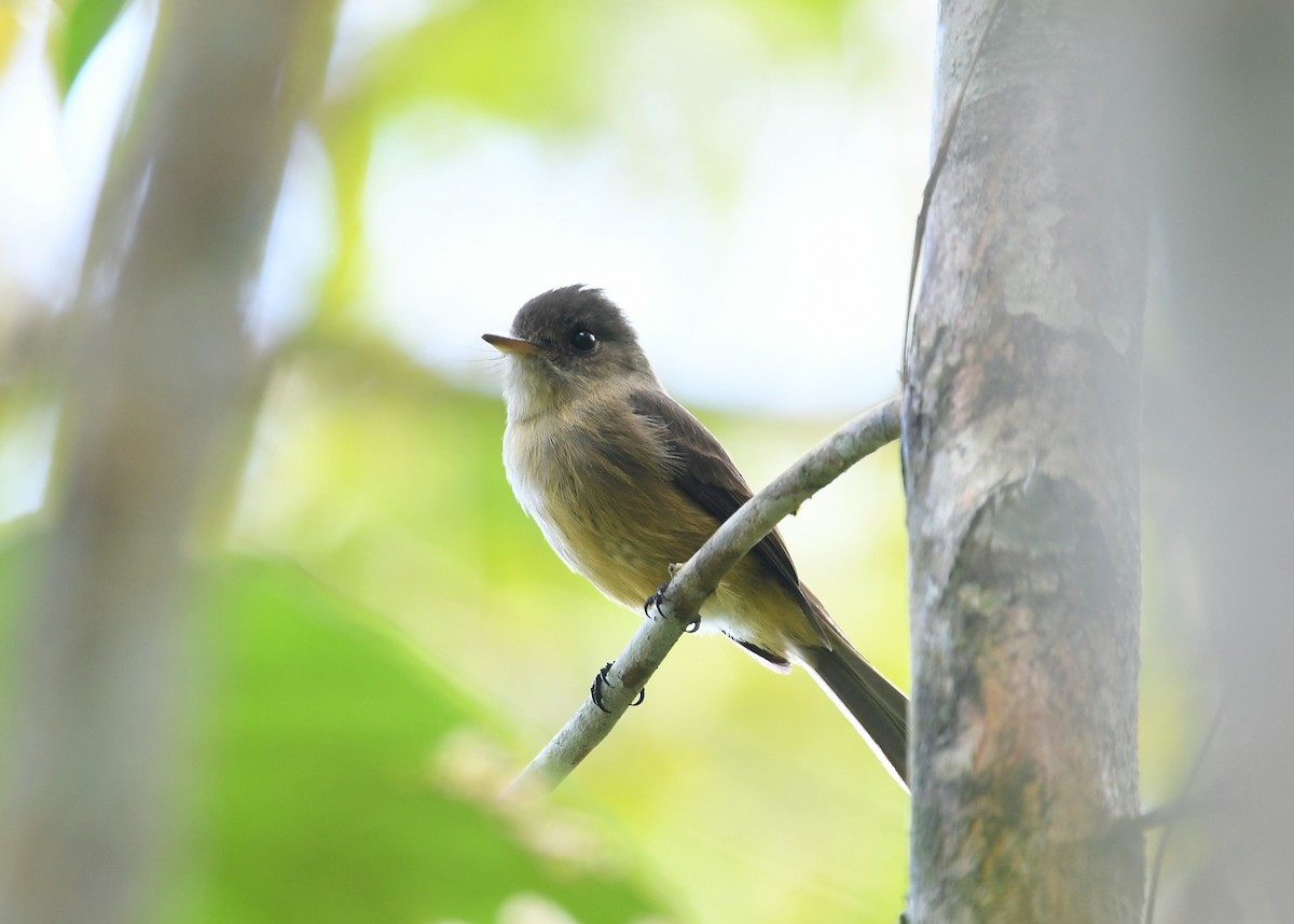 Lesser Antillean Pewee - ML548165691