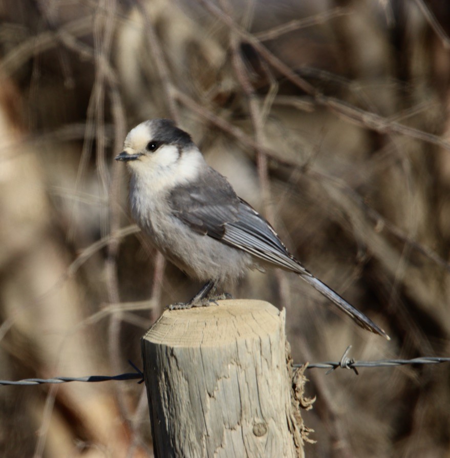 Canada Jay - ML548166701