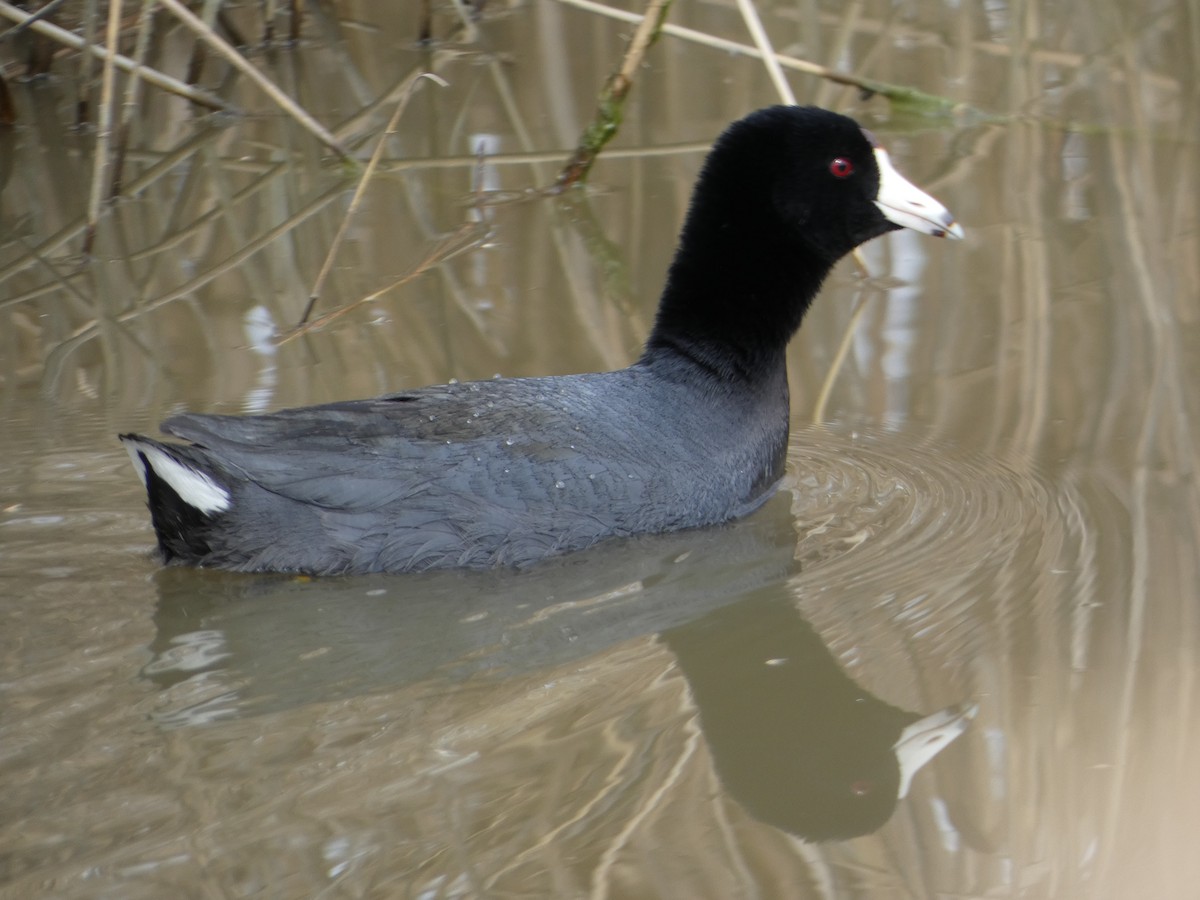 American Coot - ML548166881