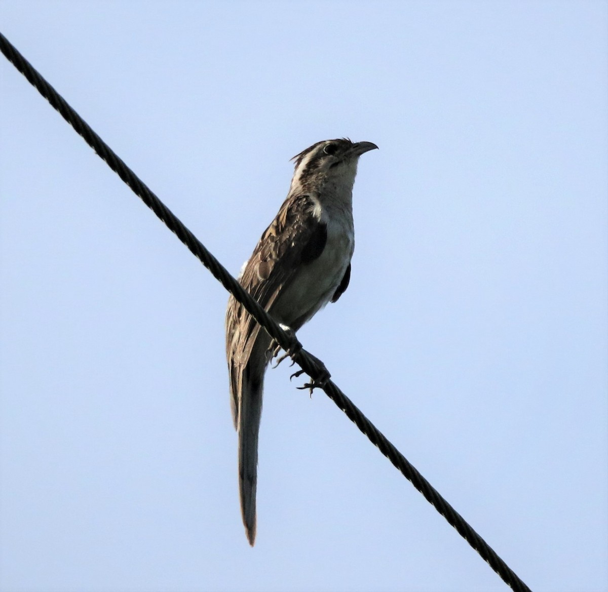 Striped Cuckoo - ML54816741