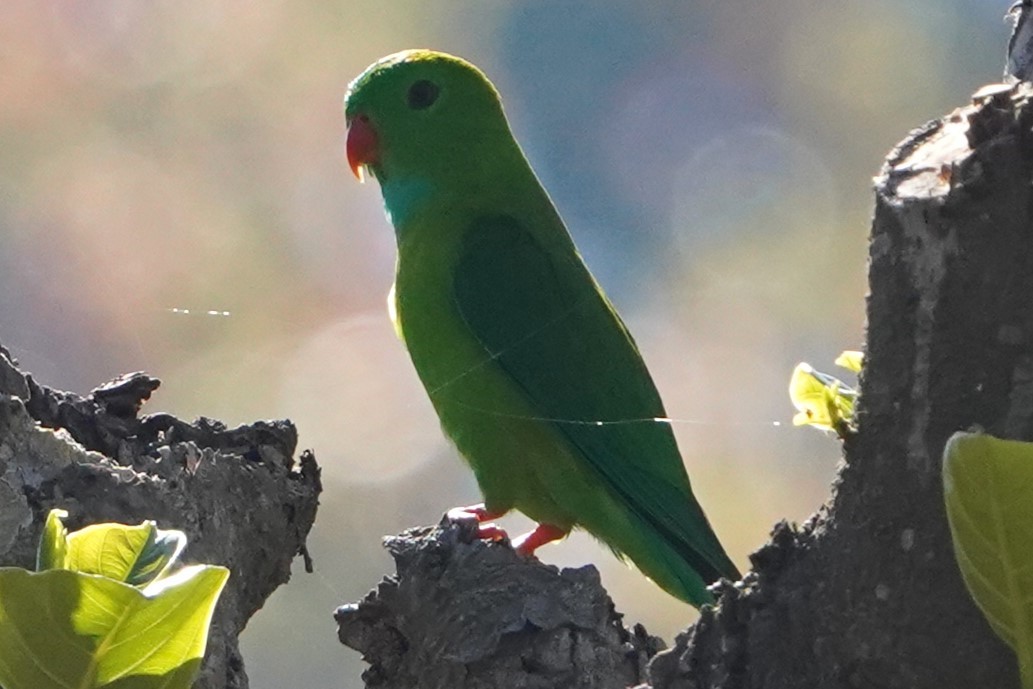 Vernal Hanging-Parrot - Srinivas Daripineni