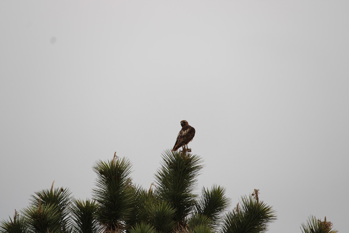 Red-tailed Hawk - ML548168991