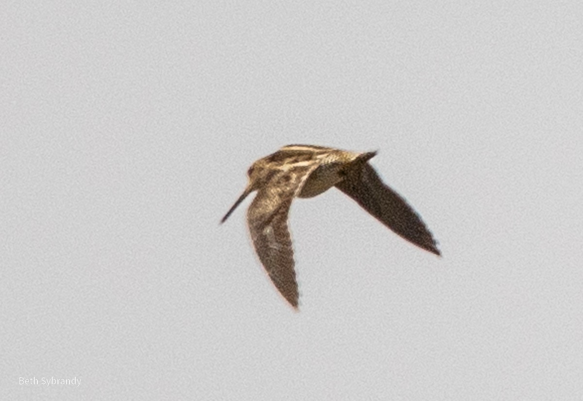 Wilson's Snipe - ML548169001