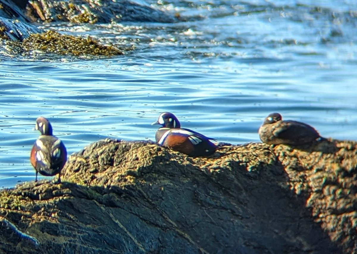 Harlequin Duck - Cris D