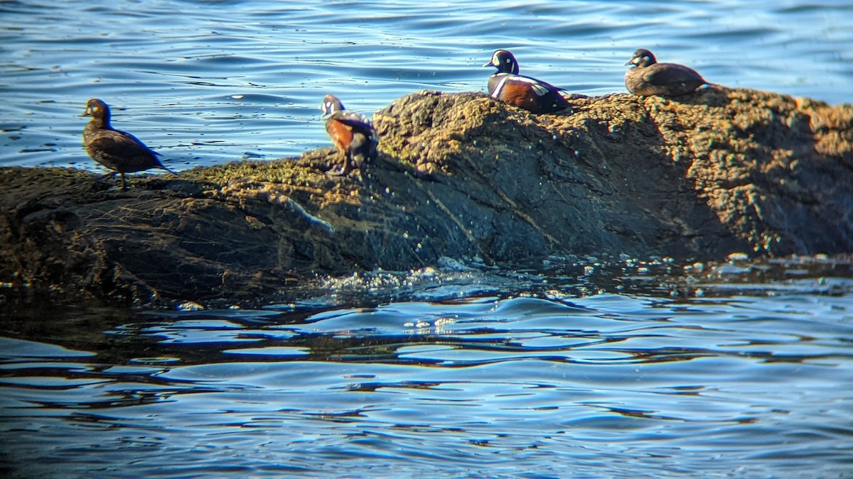 Harlequin Duck - ML548169291