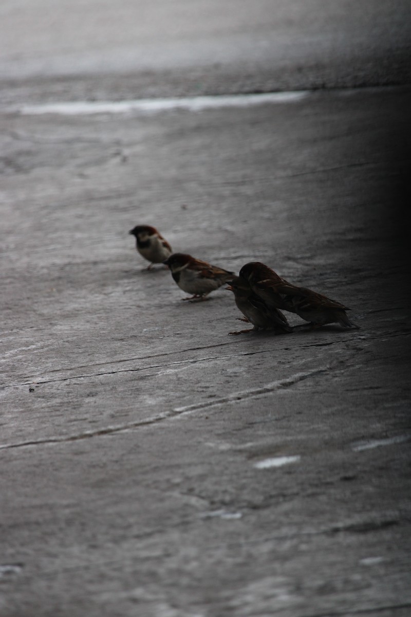 House Sparrow - ML548169651