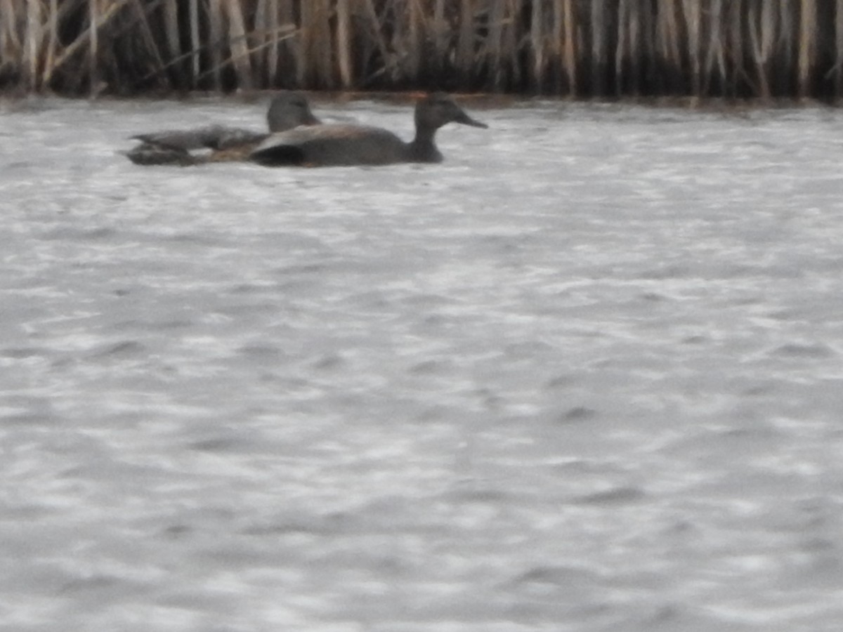 Gadwall - ML54817061