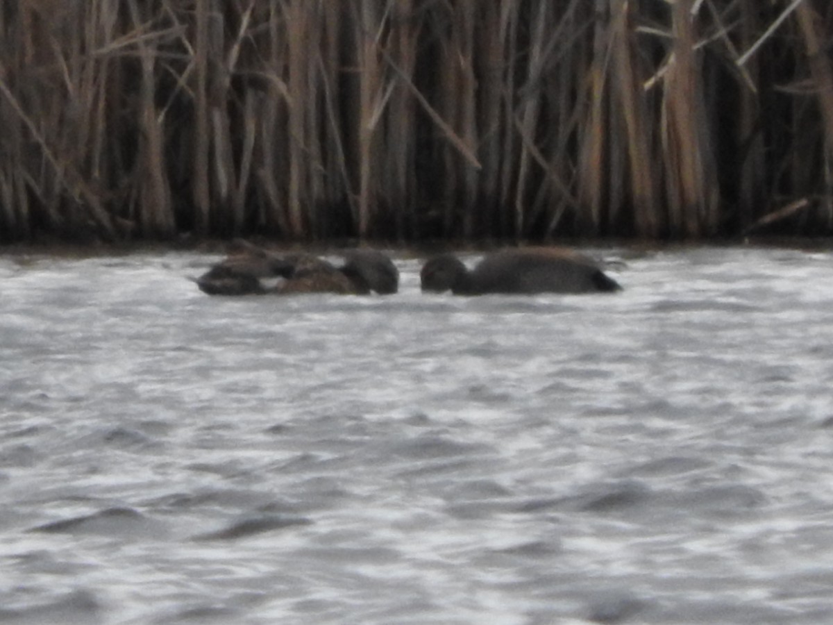 Gadwall - ML54817071