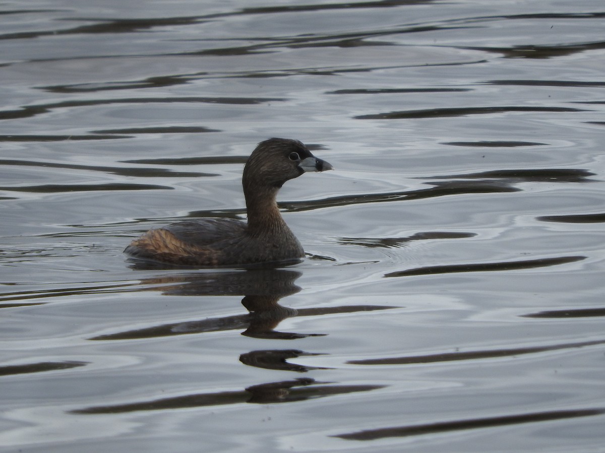 Pied-billed Grebe - ML54817091