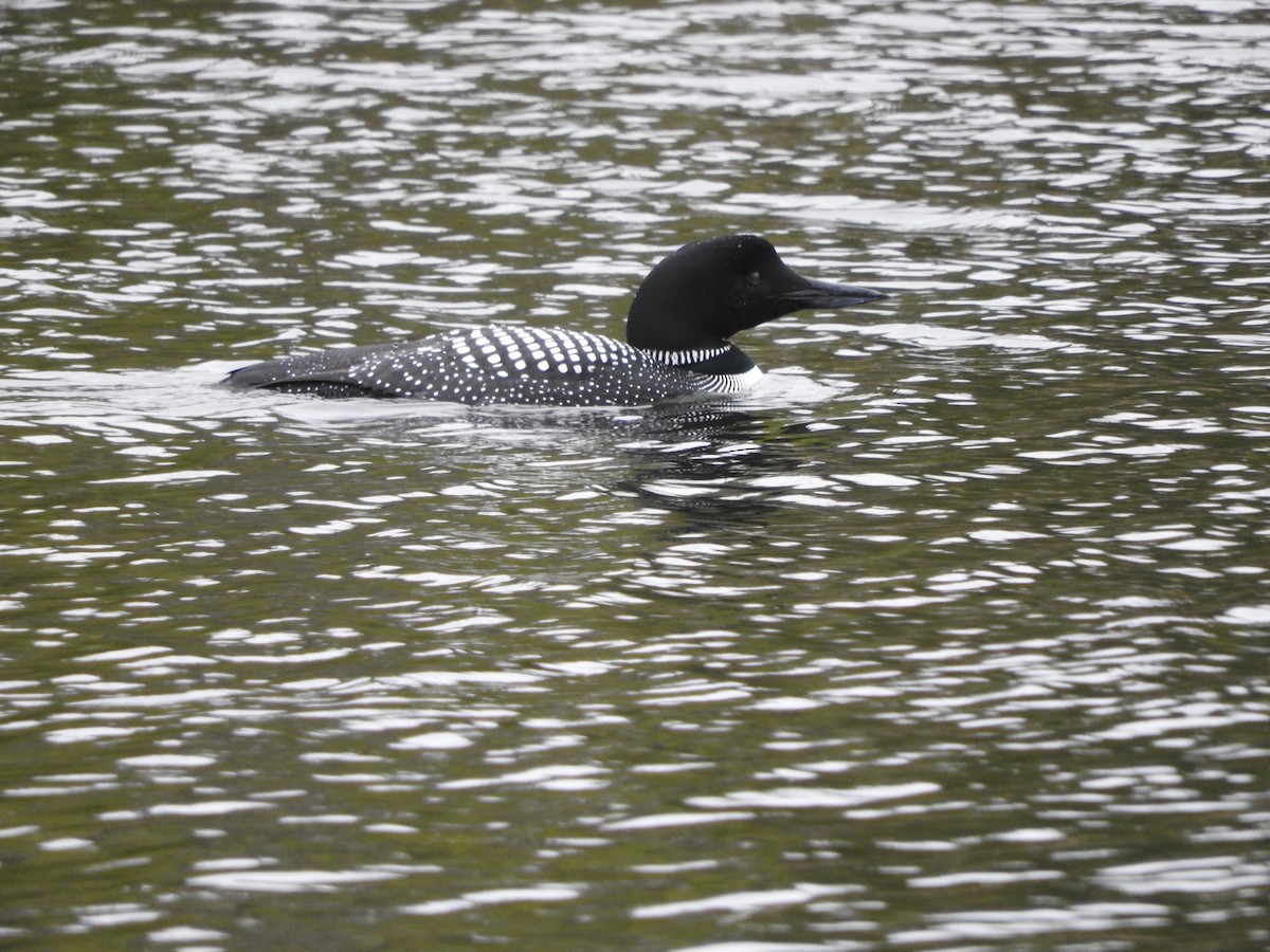 Common Loon - ML54817101