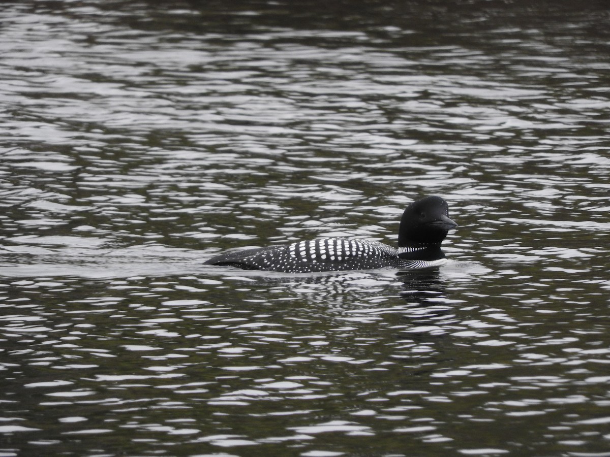 Common Loon - ML54817111