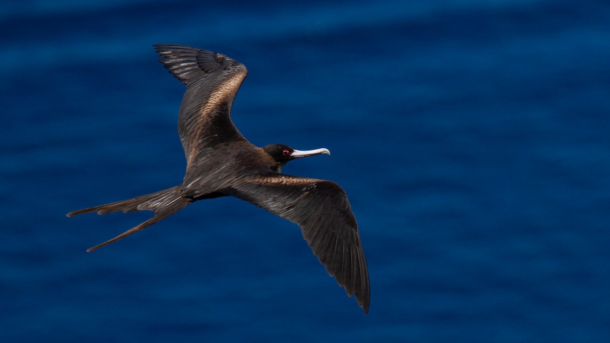 Great Frigatebird - ML548171231