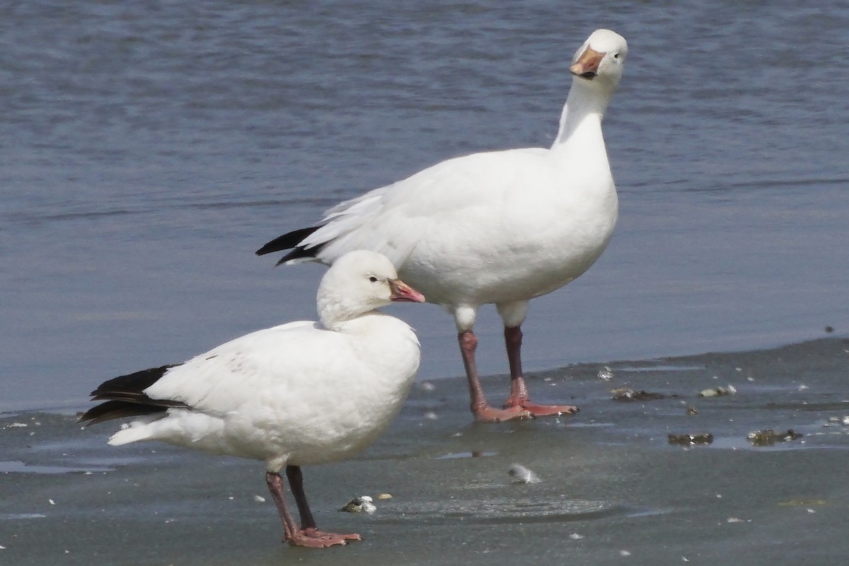 Ross's Goose - ML548172371