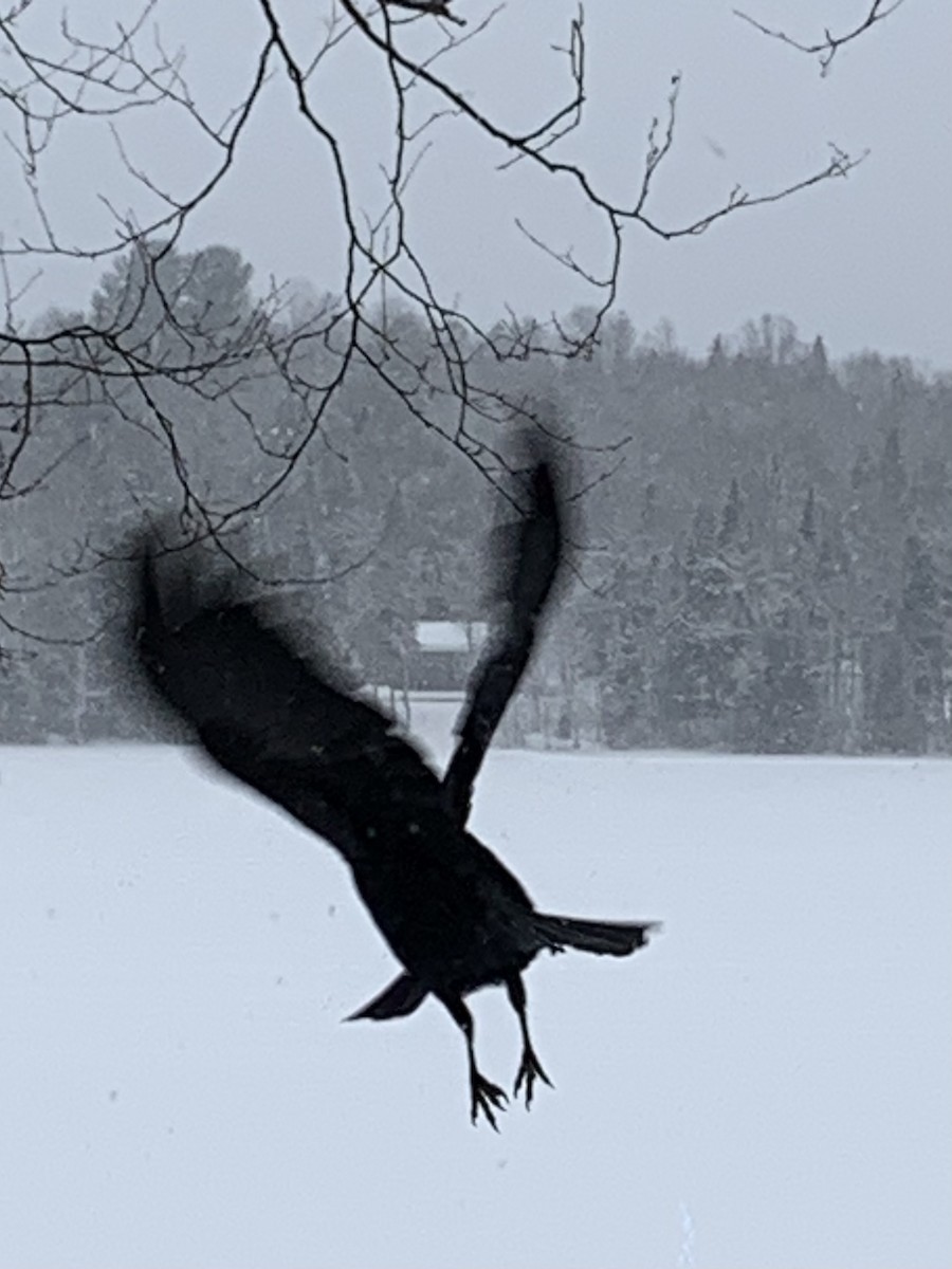 American Crow - ML548172471
