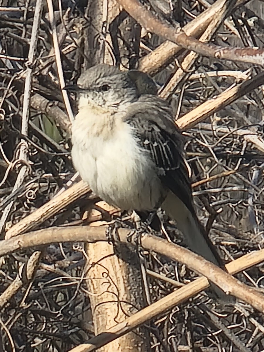 Northern Mockingbird - ML548172921