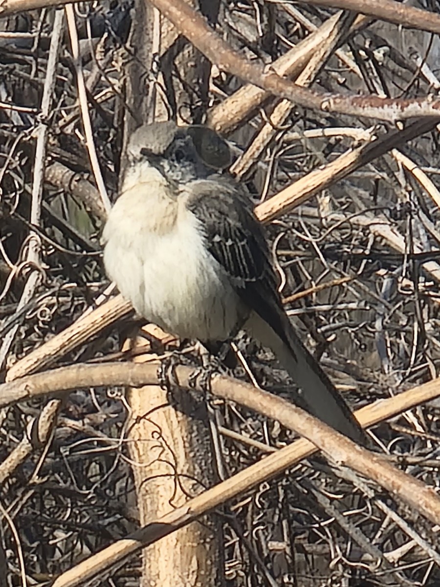 Northern Mockingbird - ML548172931