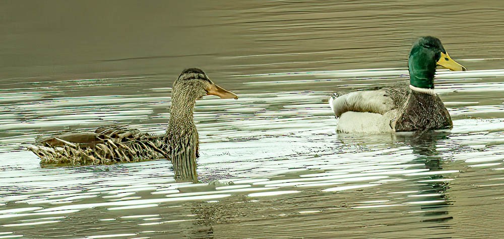 Ánade Azulón - ML548173191