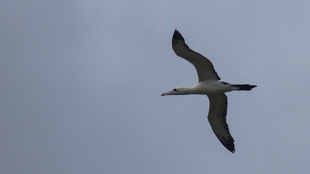 Abbott's Booby - ML548173231