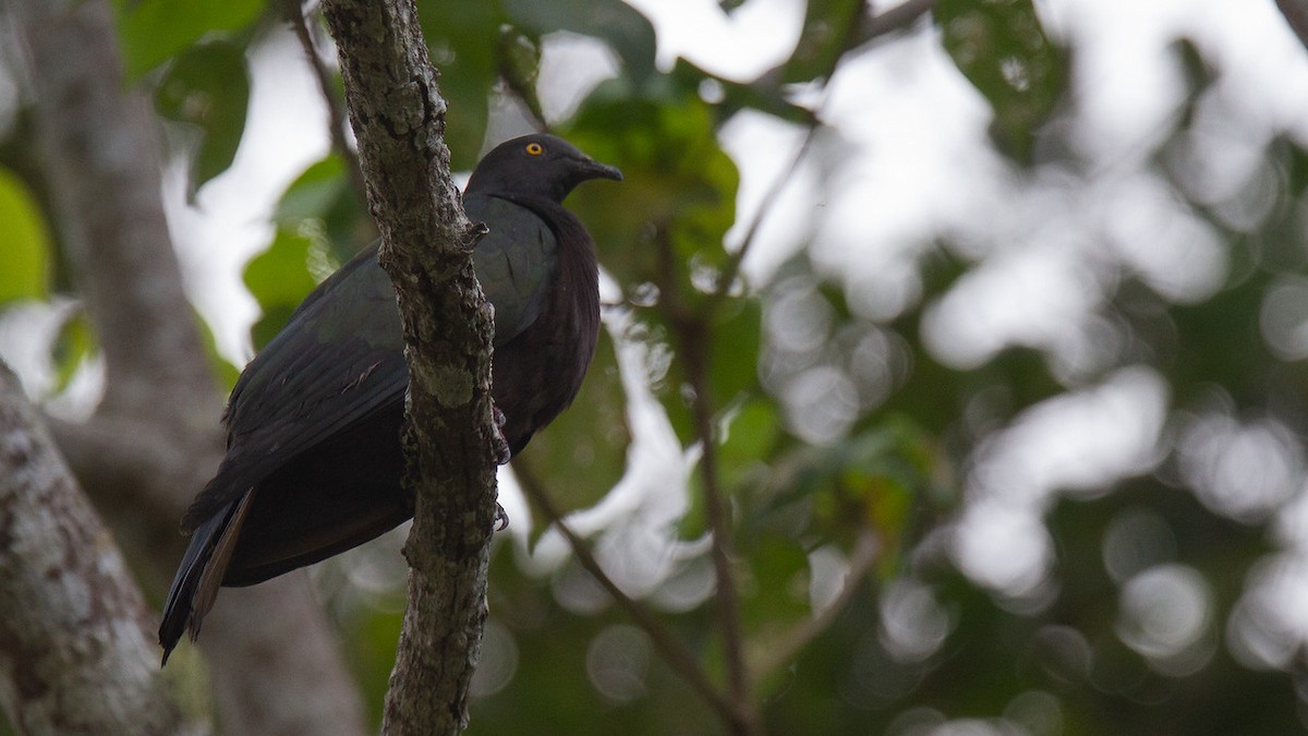 Christmas Island Imperial-Pigeon - Robert Tizard