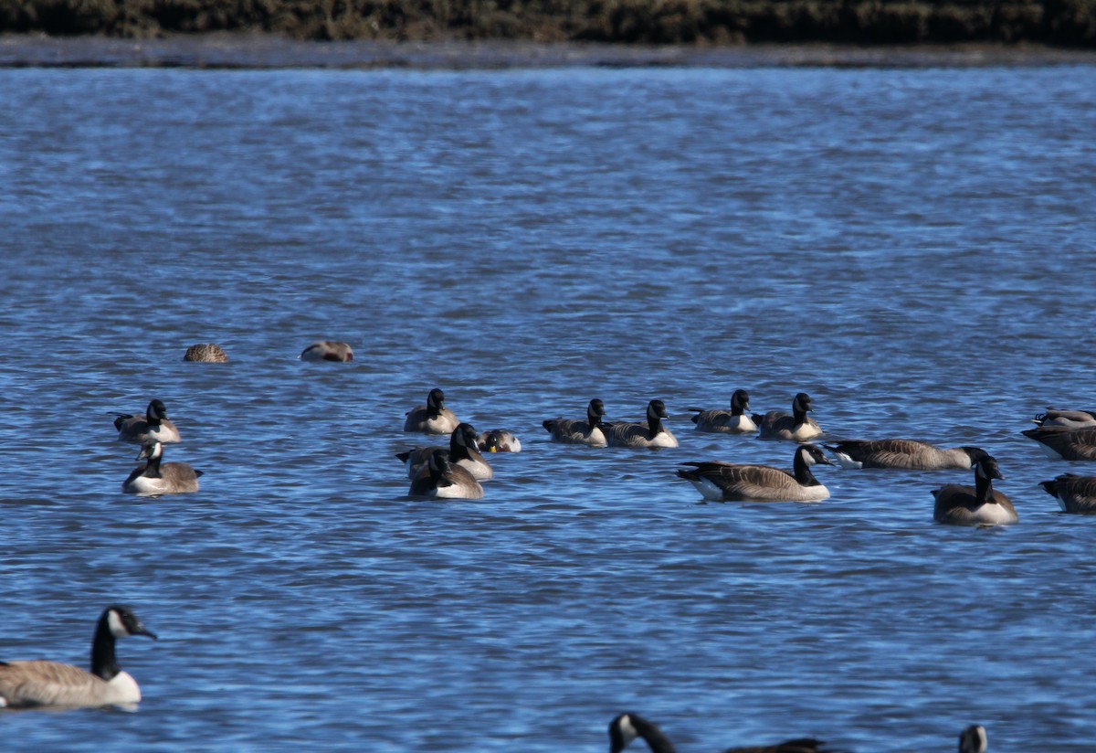 Cackling Goose (Richardson's) - ML548173341