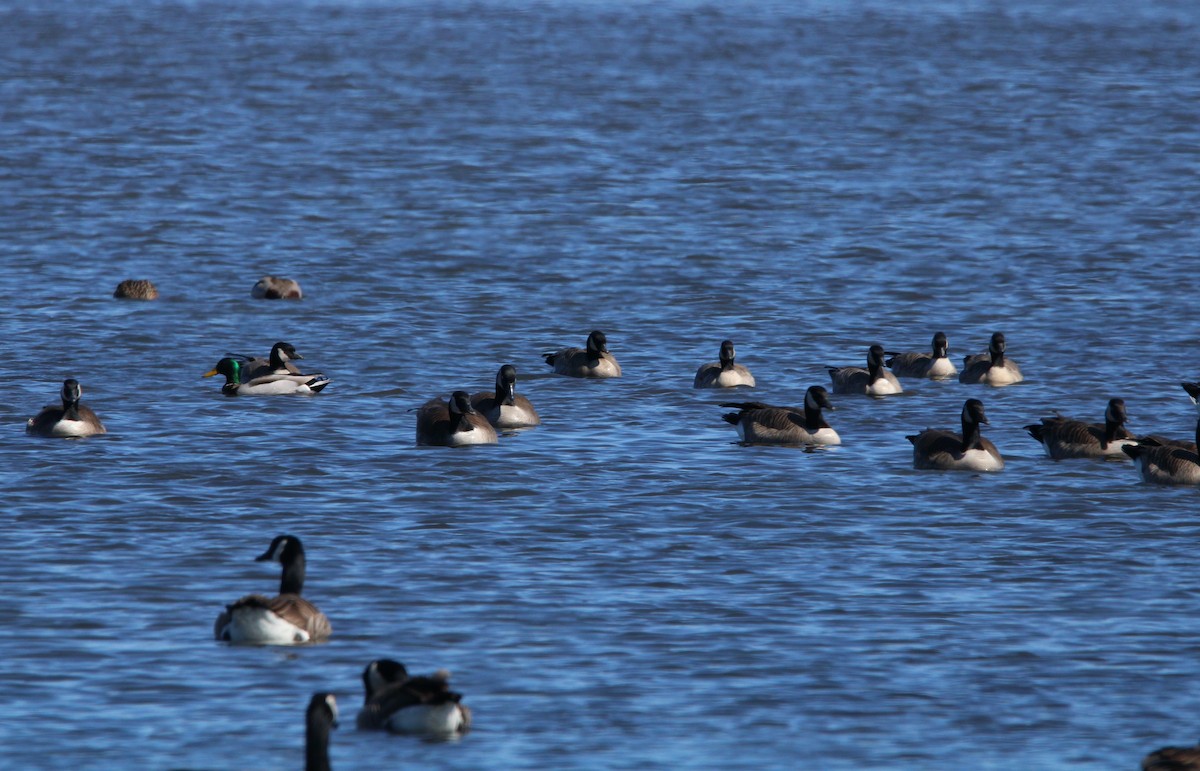 Cackling Goose (Richardson's) - ML548173351