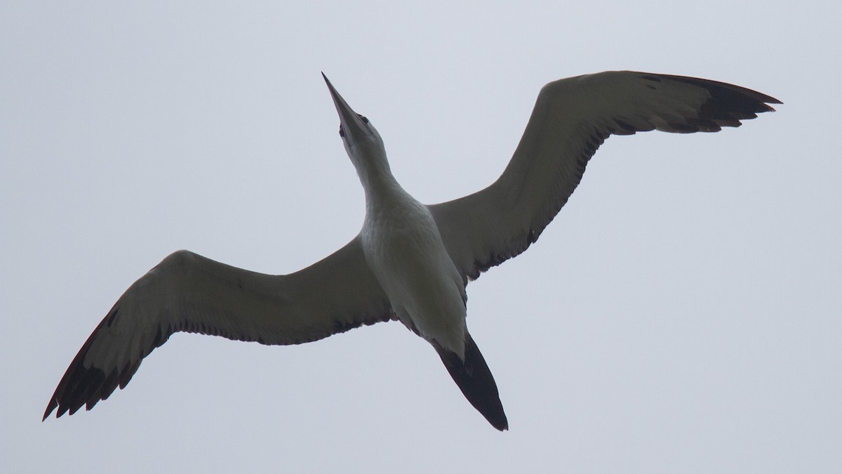 Abbott's Booby - ML548173581