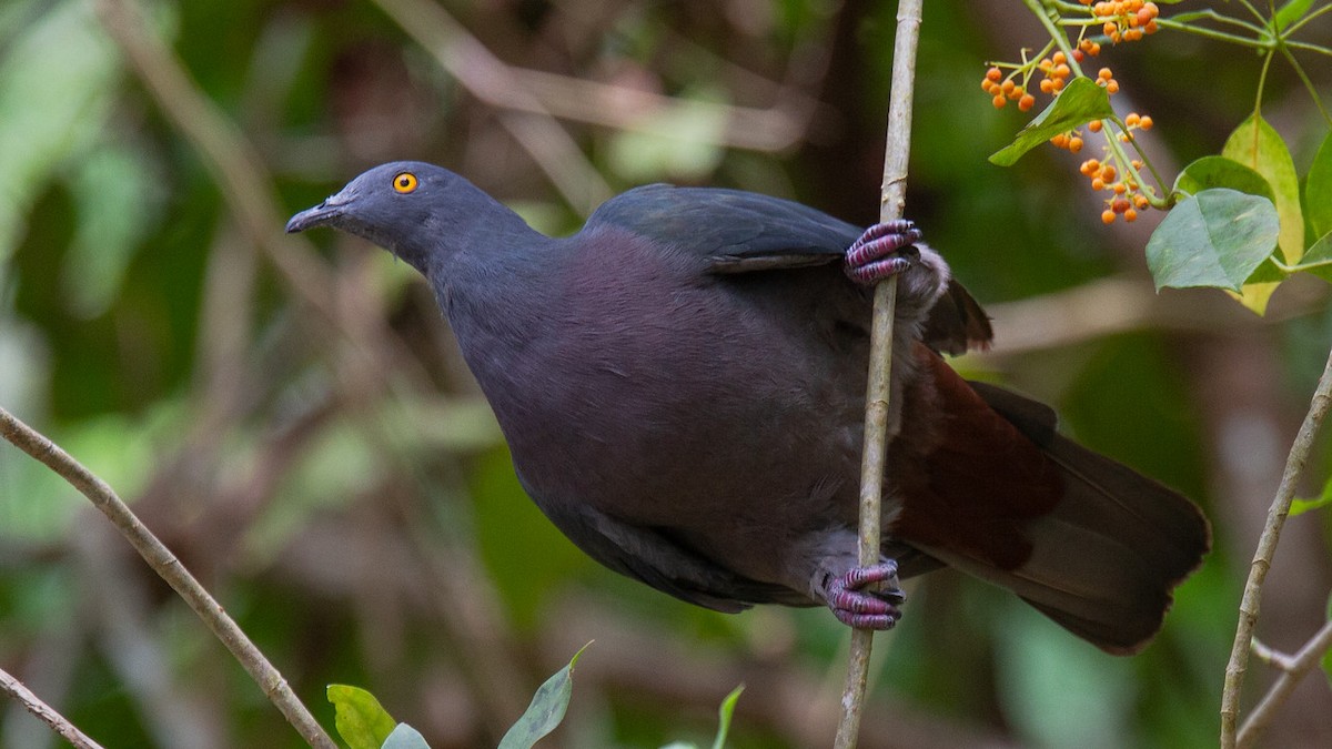 Christmas Island Imperial-Pigeon - ML548173601