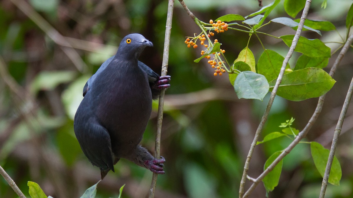 Christmas Island Imperial-Pigeon - Robert Tizard