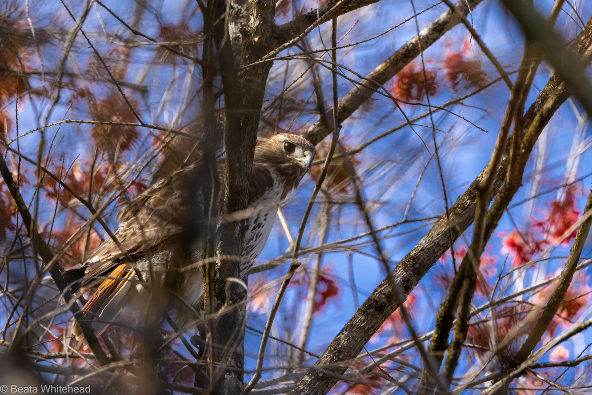 Red-tailed Hawk - ML548173711