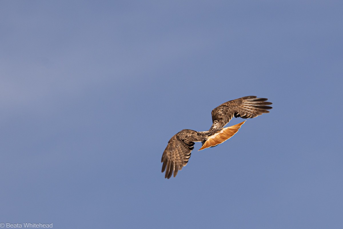 Red-tailed Hawk - ML548173771